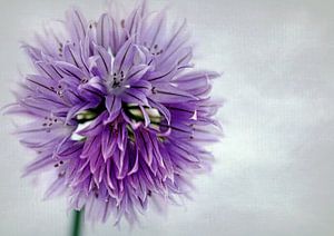 Schnittlauchblüte
