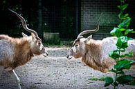 Antelopes looking at each other by Denise Vlieland thumbnail