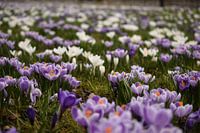 Meer Lente