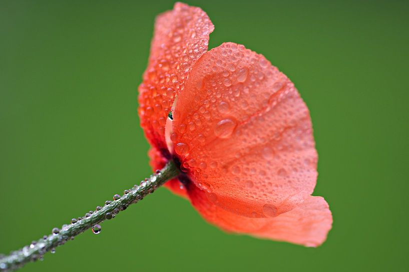 Mohnblume von Gabi Siebenhühner