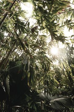 Zonnestralen door Bamboe groene jungle van Femke Ketelaar