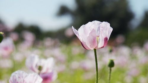 Flower field with close up lilac flower, summer natural airy mood.
