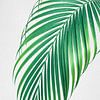 Palmblatt von Gal Design