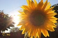 Yellow Joy