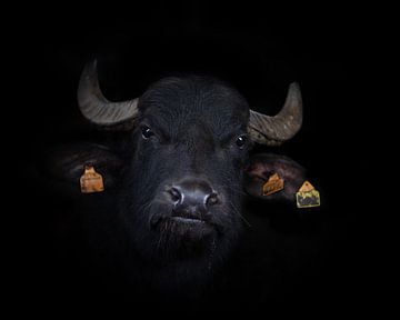 Waterbuffel op zwart van Janine Bekker Photography