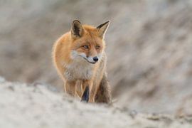 Sand-Fuchs