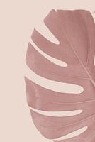 Zacht roze Monstera Deliciosa of gatenplant blad