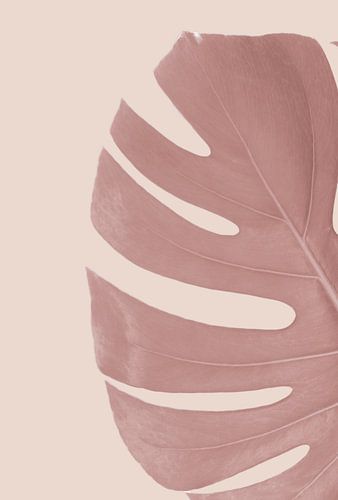 Feuilles de Monstera Deliciosa ou de plantes à trous rose tendre