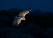 vautour fauve (Gyps fulvus) en vol par Beschermingswerk voor aan uw muur Aperçu