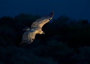 Gänsegeier (Gyps fulvus) auf der Flucht von Beschermingswerk voor aan uw muur