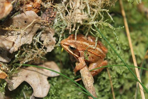 Kikker op de heide 