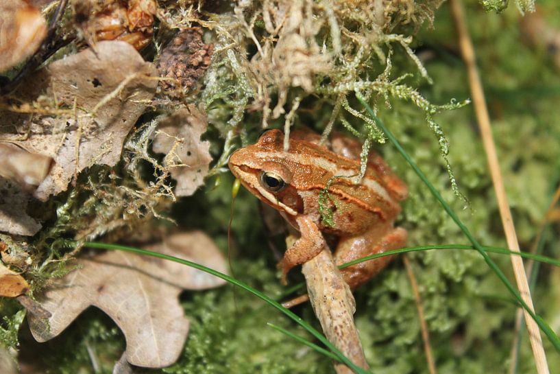 Kikker op de heide  van Anita Moek