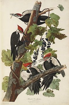 Pied Woodpecker - Teylers Edition - Birds of America, John James Audubon by Teylers Museum