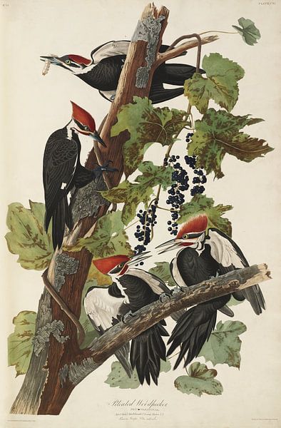 Pileated Woodpecker  - Teylers Edition -  Birds of America, John James Audubon par Teylers Museum