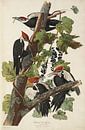 Pileated Woodpecker  - Teylers Edition -  Birds of America, John James Audubon von Teylers Museum Miniaturansicht