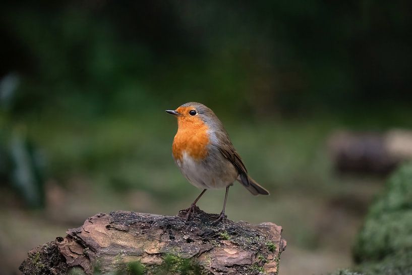 Robins von NatureBliss