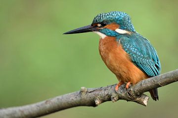 Kingfisher ( Alcedo atthis ) adult male in spring on its lookout above a river embankment, close-up,