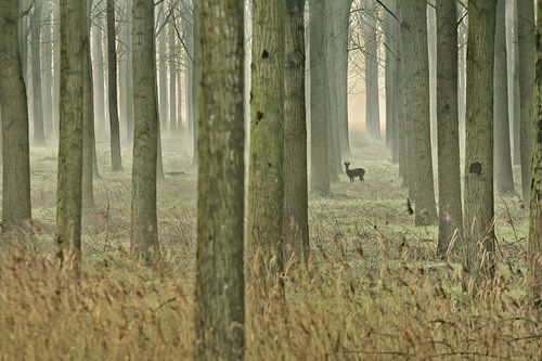 "In het bos"
