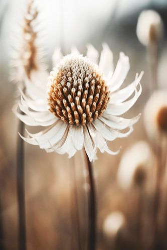 Pastel Nature Macro No 13