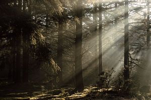 Morgensonne im dunklen Wald