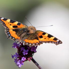 Schmetterlinge von Anneke Kroonenberg