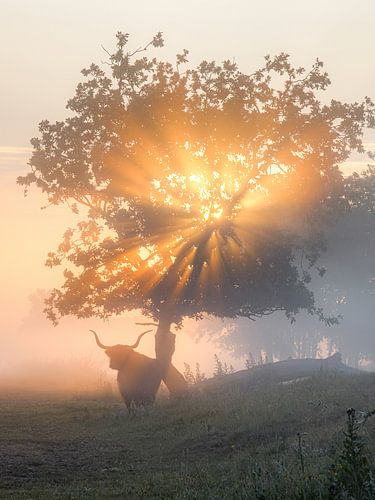Hooglander in natuurgebied met zonneharp