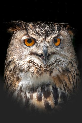 Portret van een Oehoe uil met passe Partout