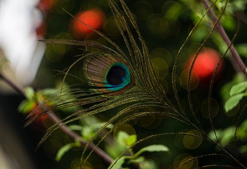 pauwen veer als kerst decoratie