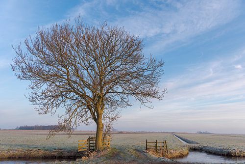 Un arbre dans un paysage de polder gelé avec une lumière matinale chaude