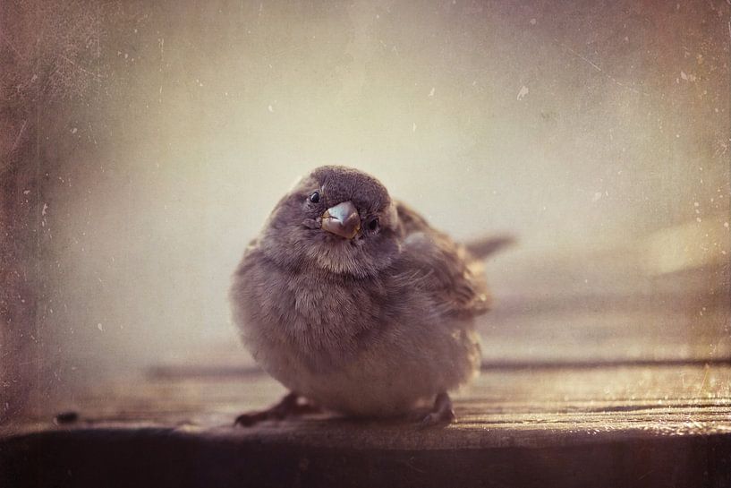 The Sparrow by Marina de Wit
