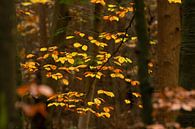 Autumn leaves by SusanneV thumbnail