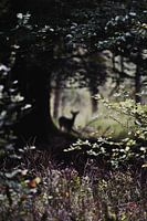 Hertje op de Veluwe