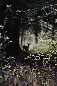 Des cerfs se cachent dans les bois sur Jisca Lucia