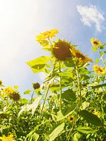 Sunny days 4