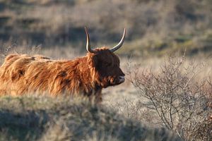 Scottish Highlander von Lars Korzelius