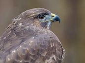 Buizerd portret van Laurens de Waard thumbnail