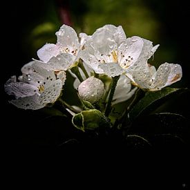 Après la pluie II - Fleur de poirier sur Christine Nöhmeier