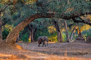 Afrikanischer Elefant (Loxodonta africana) geht im frühen Morgenlicht über trockenes Flussbett, Afri