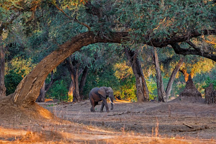 Eléphant d'Afrique (Loxodonta africana) marchant sur le lit sec d'une rivière au petit matin, Afriqu par Nature in Stock