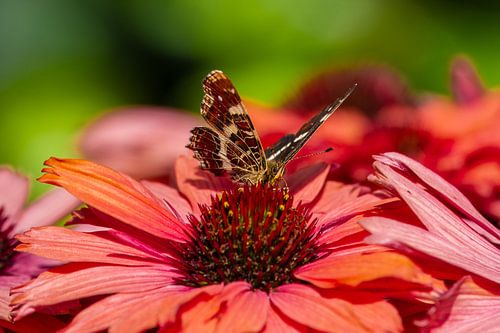 Meilenstein zu Echinacea