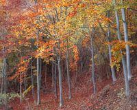 autumn beauty