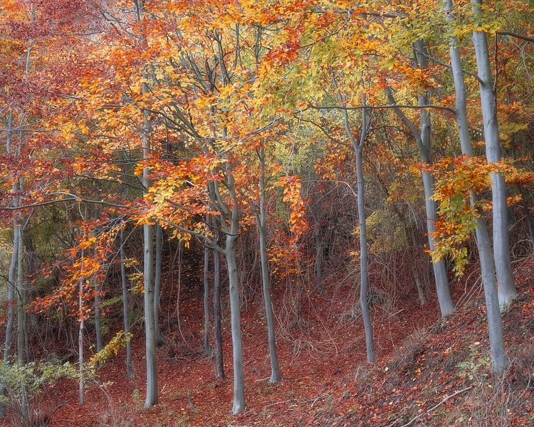 autumn beauty by rob creemers