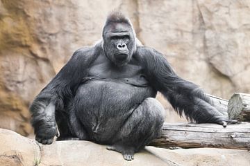 Un puissant gorille mâle dominant sur Michael Semenov