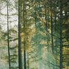Misty forest van Max ter Burg Fotografie