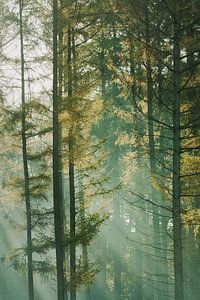 Nebliger Wald von Max ter Burg Fotografie