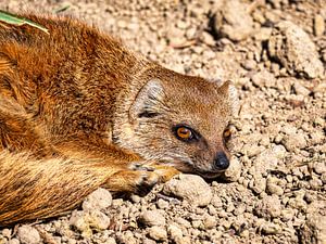 Fauler Fuchs Mungo