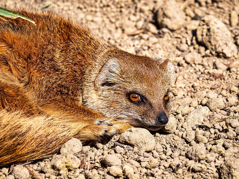 Fauler Fuchs Mungo von Beeld Creaties Ed Steenhoek | Fotografie und künstliche Bilder