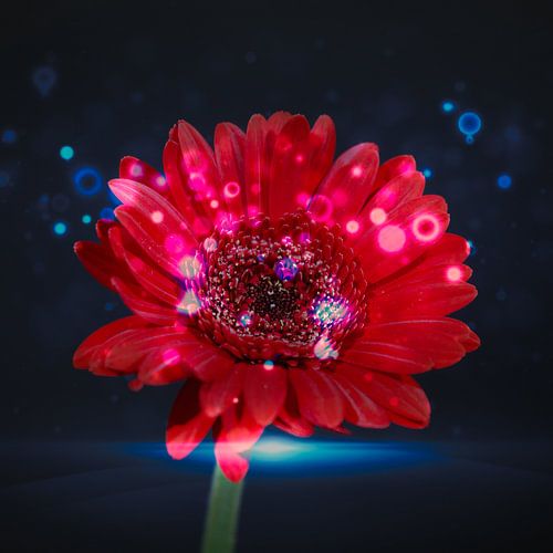 Eine rote Gerbera / Germini