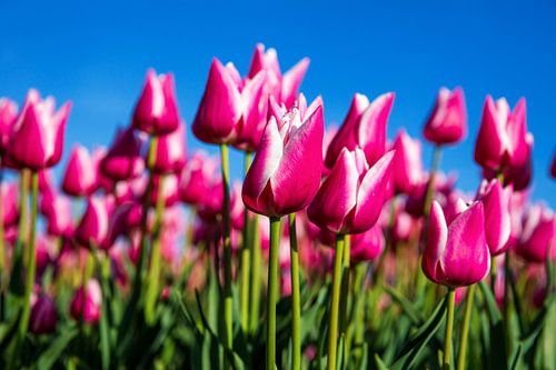 Lila Tulpen