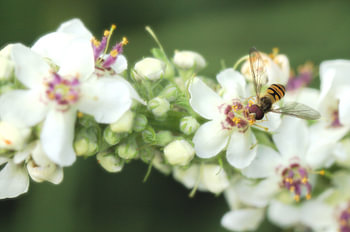 Zweefvlieg op bloem